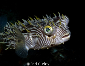 This striped burrfish was headed straight for me at Blue ... by Jeri Curley 
